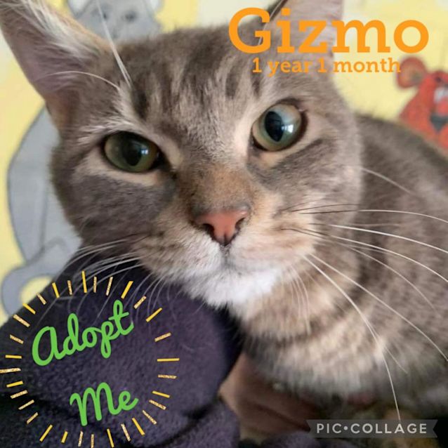 Photo of Gizmo