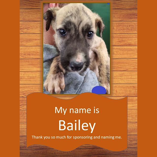 Photo of Bailey