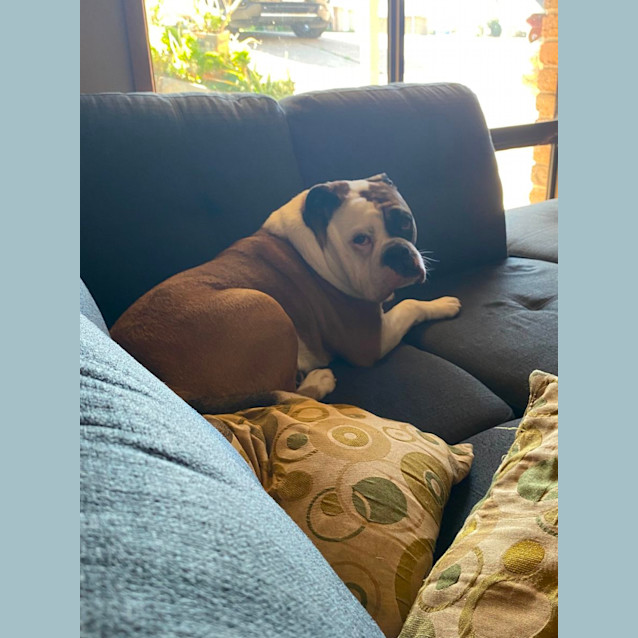Photo of Murphy ~ 3yr Old Australian Bulldog(on Trial 9/9/22)