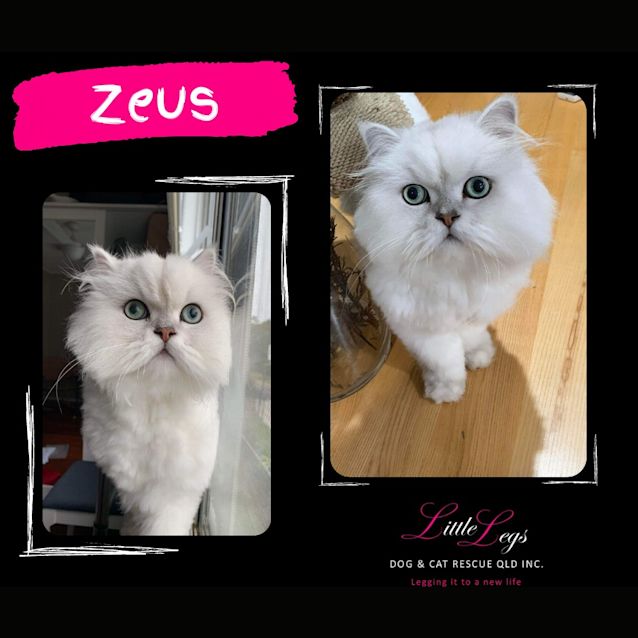 Photo of Zeus