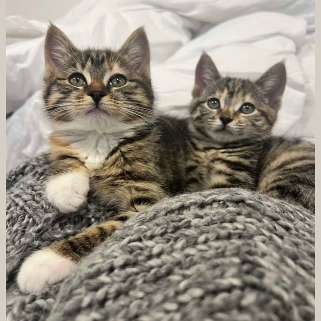 Photo of Storm & Maple 