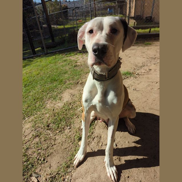 Photo of Blitzen