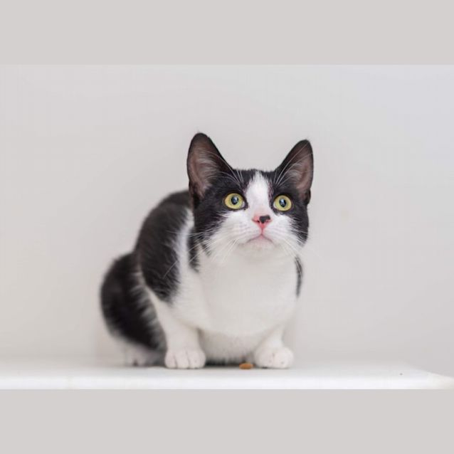 Photo of Martha **2nd Chance Cat Rescue**