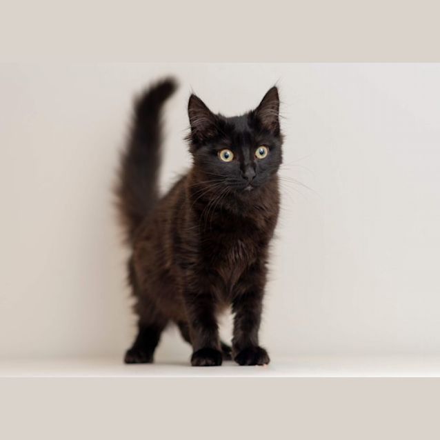 Photo of Maggie **2nd Chance Cat Rescue**