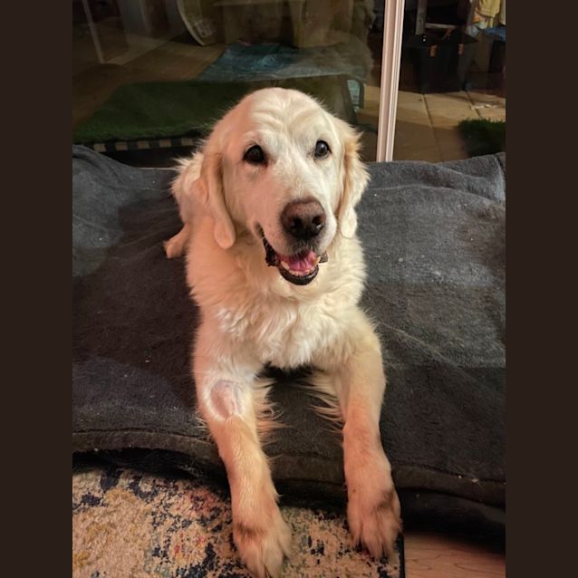 Photo of Jack And Harley 