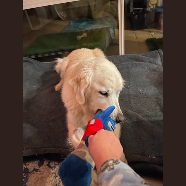 Photo of Jack And Harley 