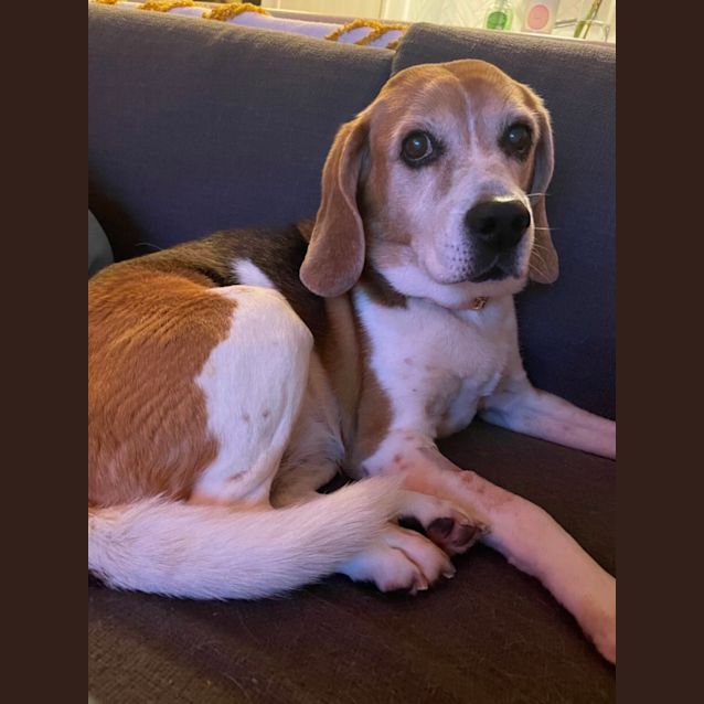 Photo of Jack And Harley 