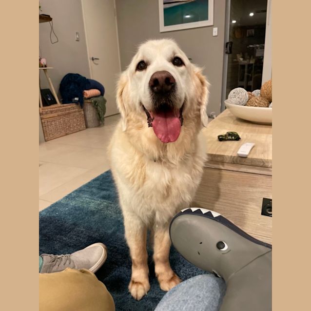 Photo of Jack And Harley 