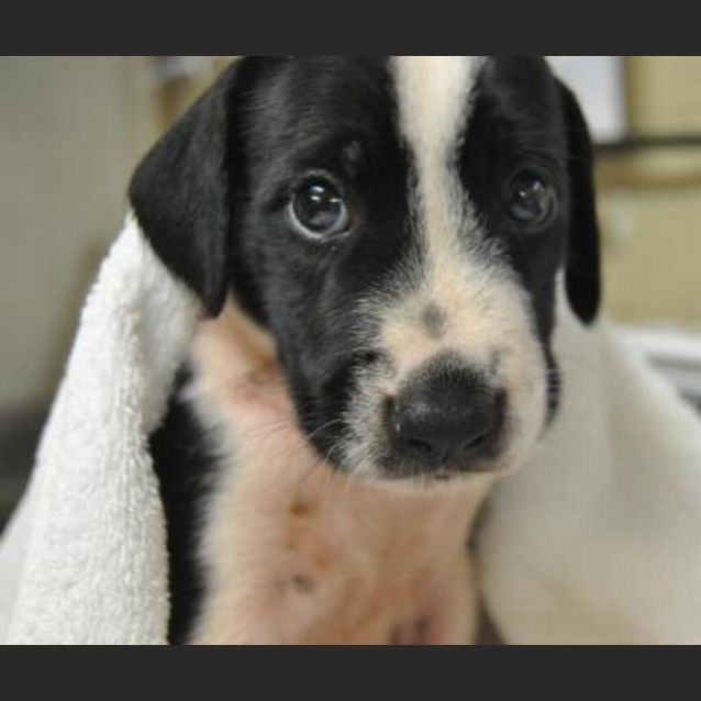 Photo of Spot