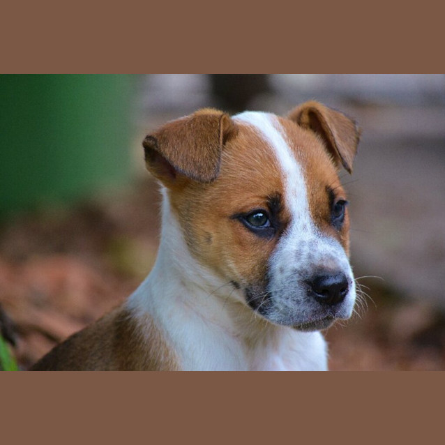 Photo of Butch