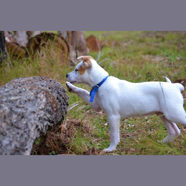 Photo of Zeb