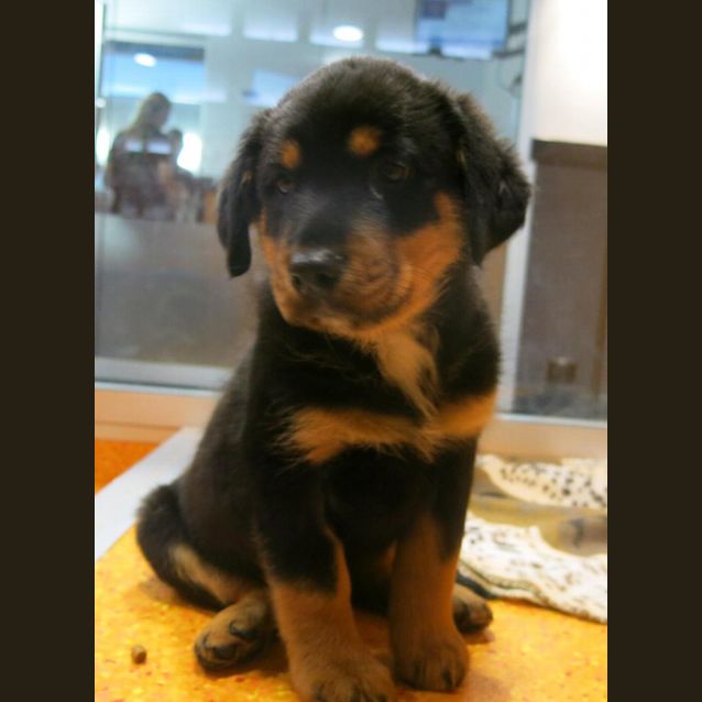 Charlie - Large Male Border Collie x Rottweiler Mix Dog in QLD - PetRescue Charlie - Large Male Border Collie x Rottweiler Mix Dog in QLD - PetRescue