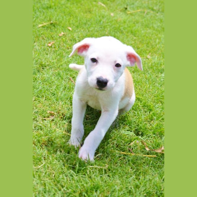 Photo of Duke