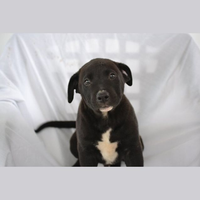 Photo of Dash