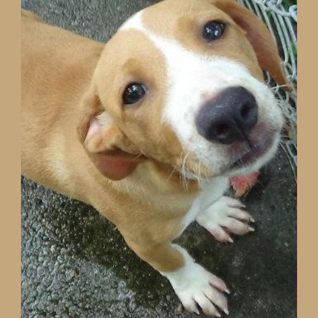 Photo of Toffee