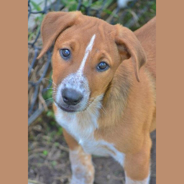 Photo of Buddy