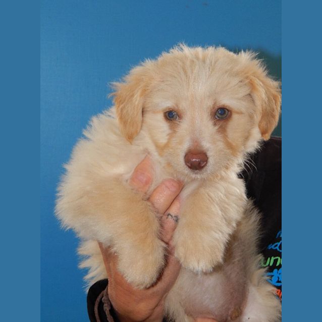 Photo of Toby