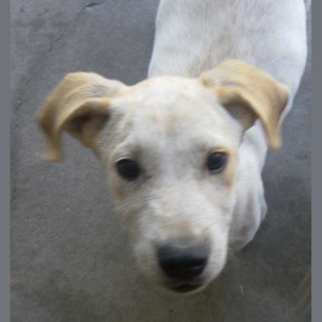 Photo of Archer