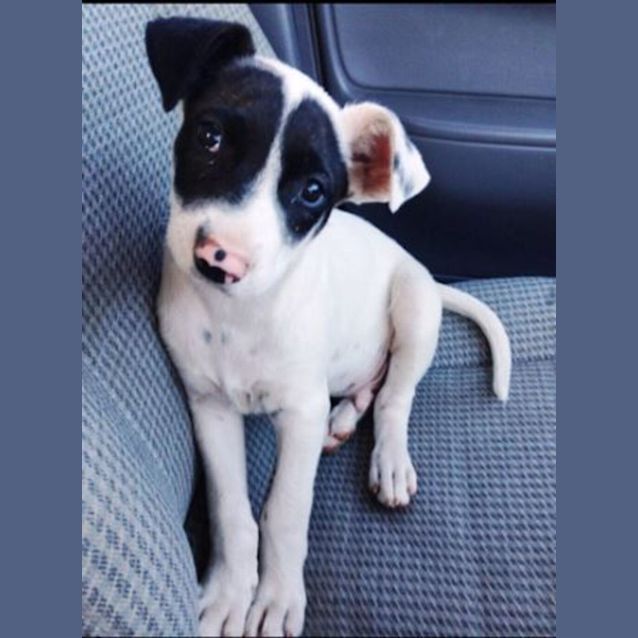 Photo of Zorro