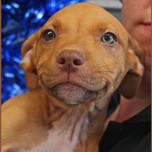 Photo of Brandy