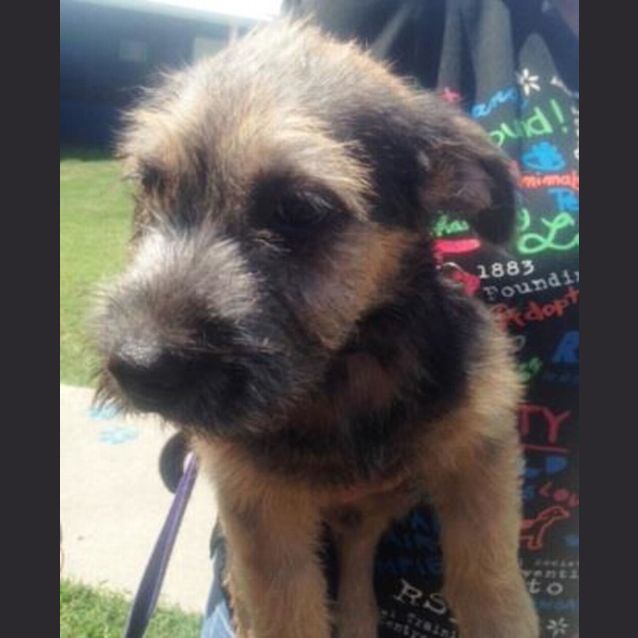 Photo of Humphrey