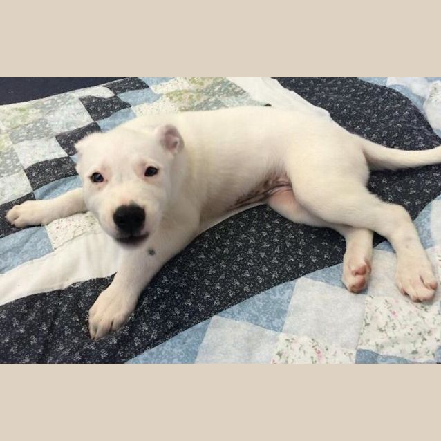Photo of Ghost