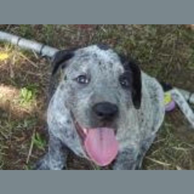 Photo of Buddy Buster