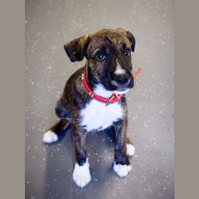 Photo of Penny