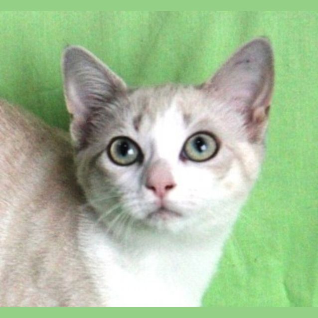 Photo of Emerald