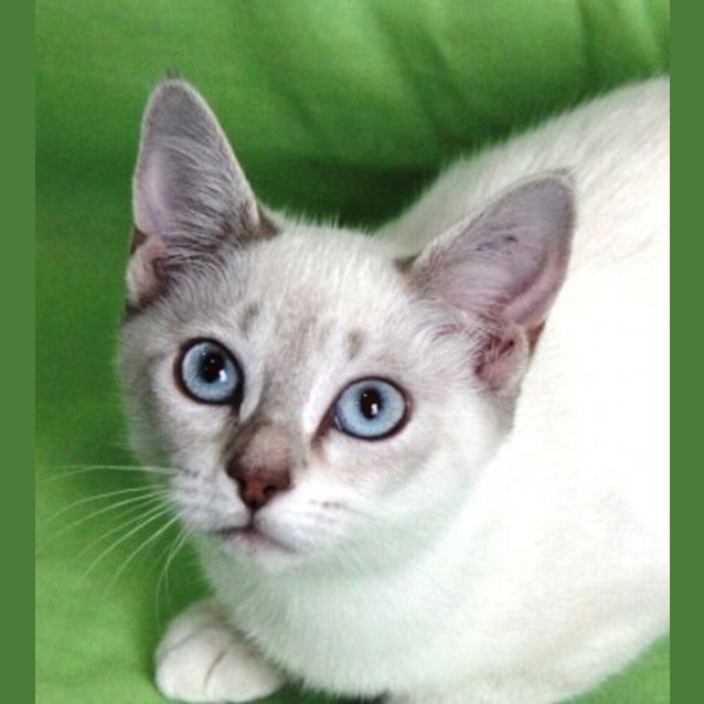Photo of Saffire