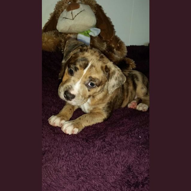 Photo of Lacey