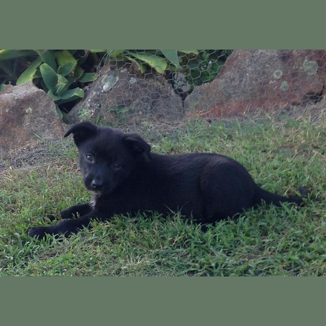 Photo of Buster