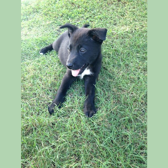 Photo of Shiloh