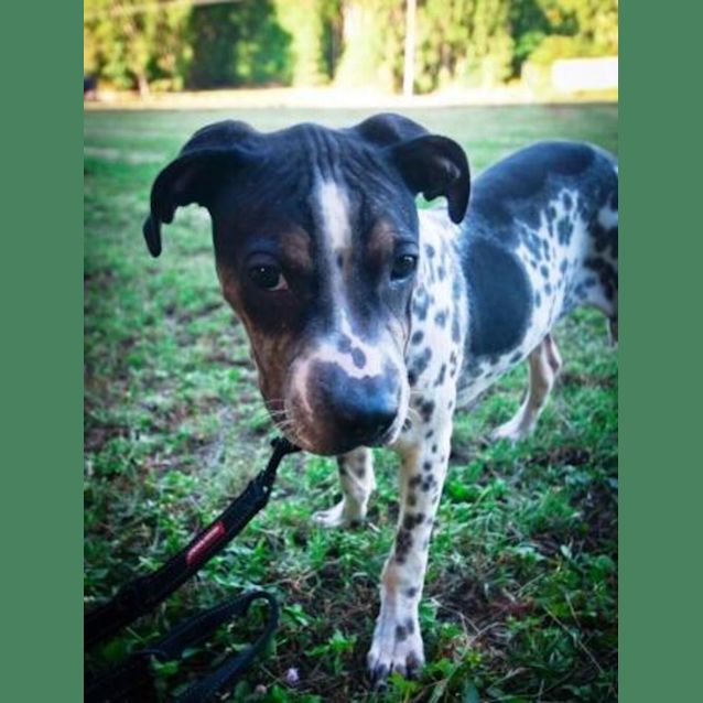 Photo of Rocky