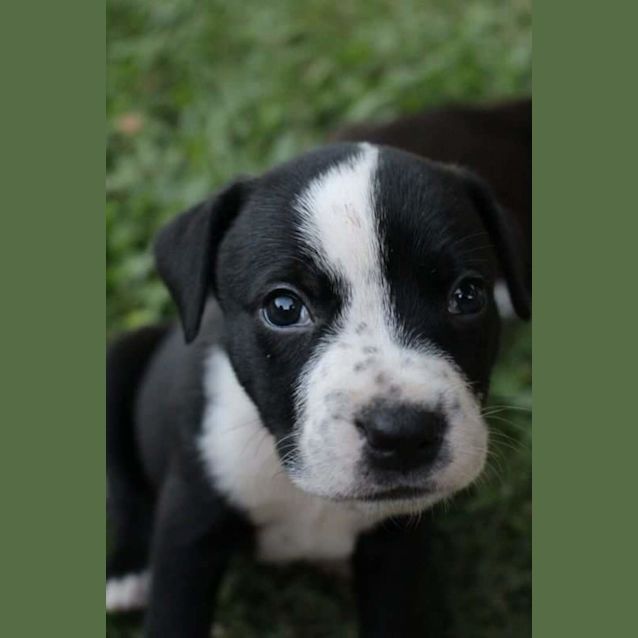 Photo of Finn