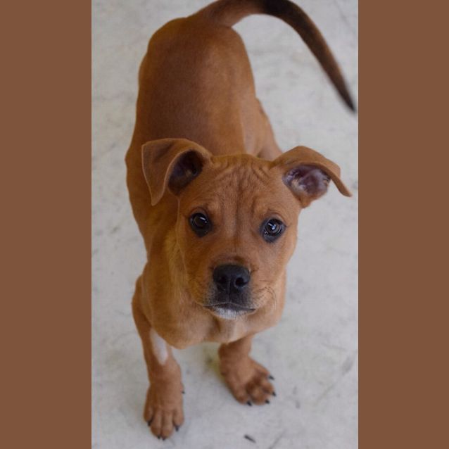 Photo of Honey (Dusty)