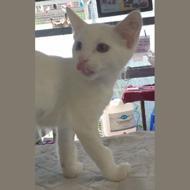 Photo of Stella
