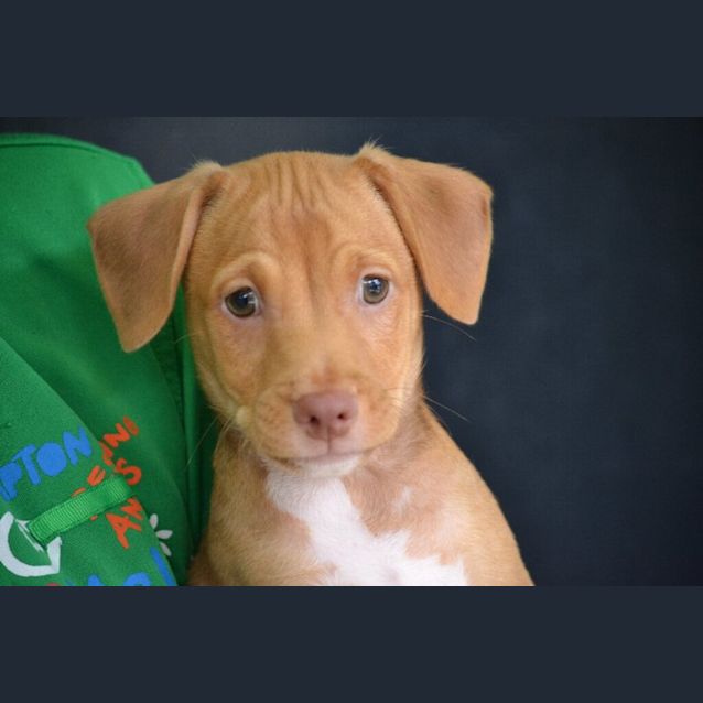 Photo of Brandy