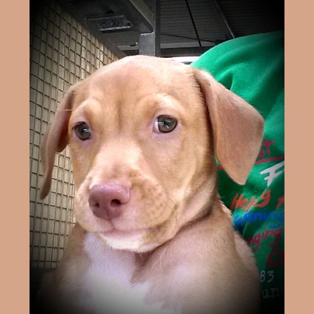 Photo of Rusty