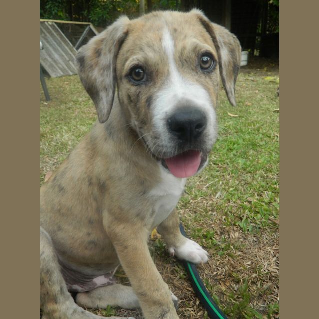 Photo of Blitzen
