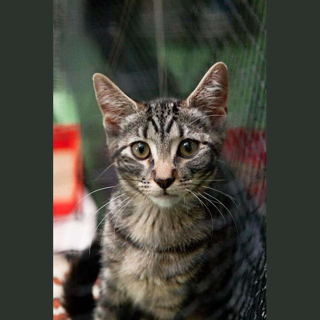 Photo of Pepper