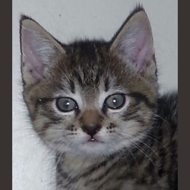 Photo of Chester