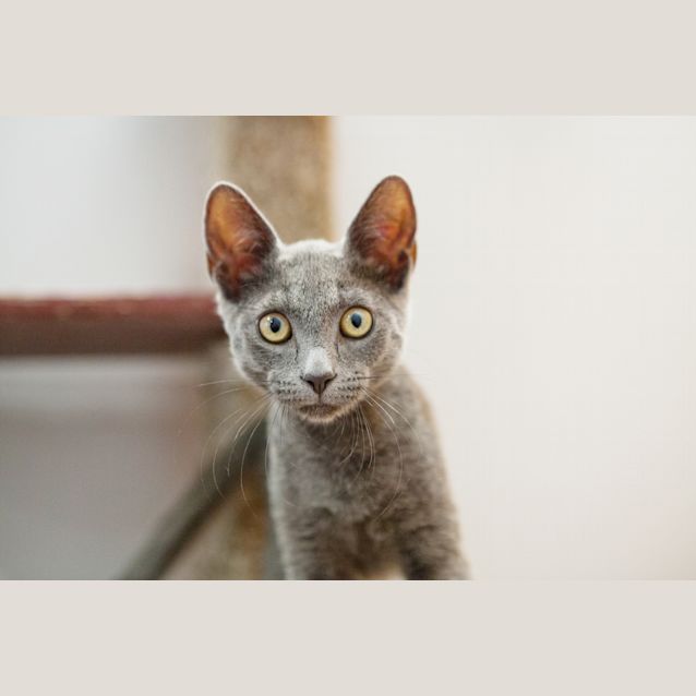 Photo of Inka