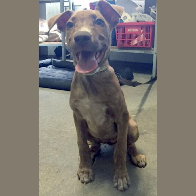 Photo of Nala