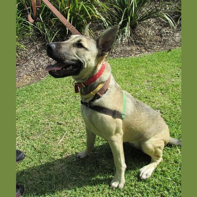 Photo of Cinnamon