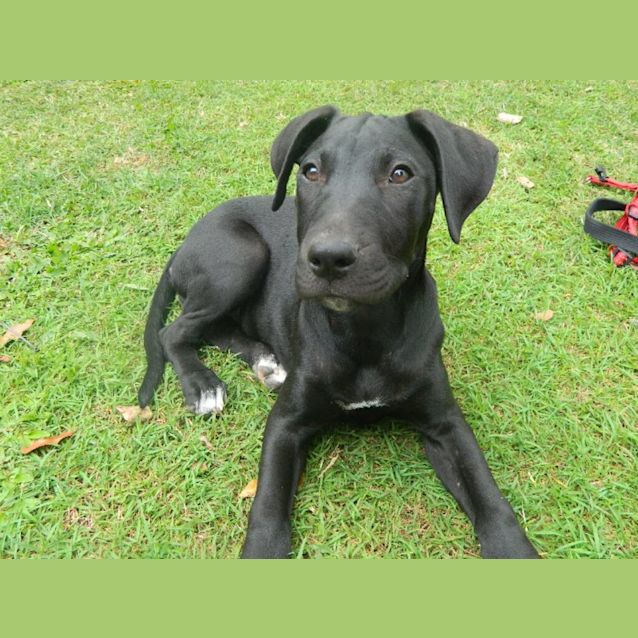 Photo of Licorice