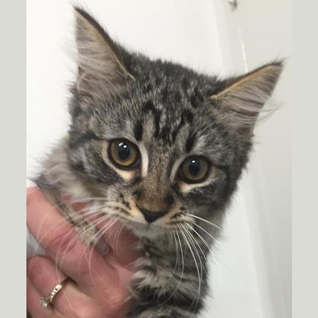 Photo of Mittens