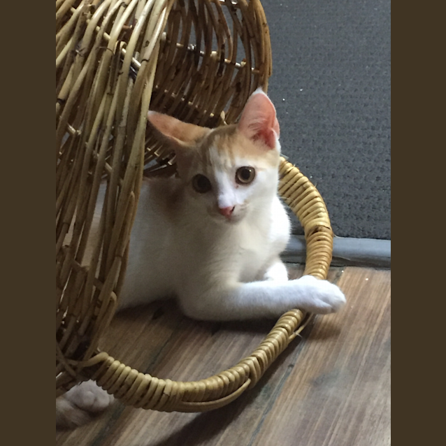 Photo of Biscuit