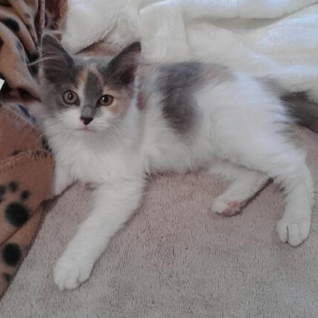 Photo of Aztec