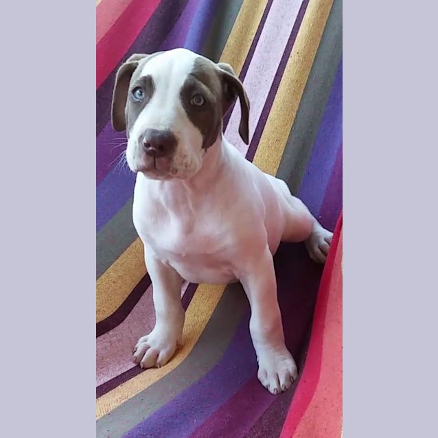 Photo of Gnocchi